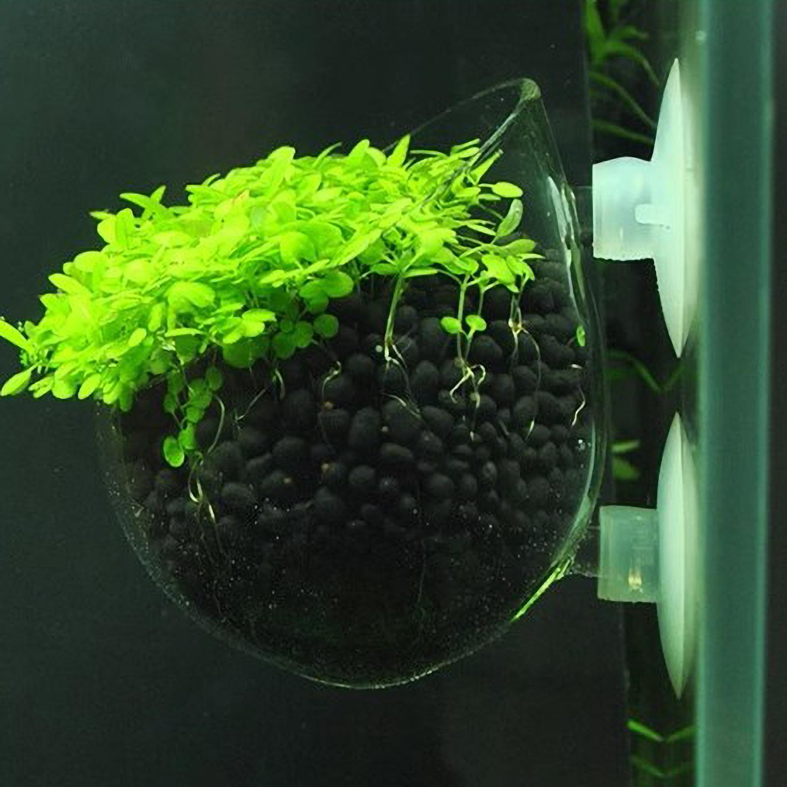 Support pour plantes d'aquariu - Badminton Live avis et prix
